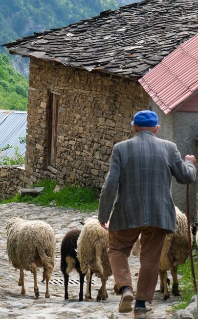 Tradiții pastorale la Baia de Fier: Coborâtul oilor de la munte
