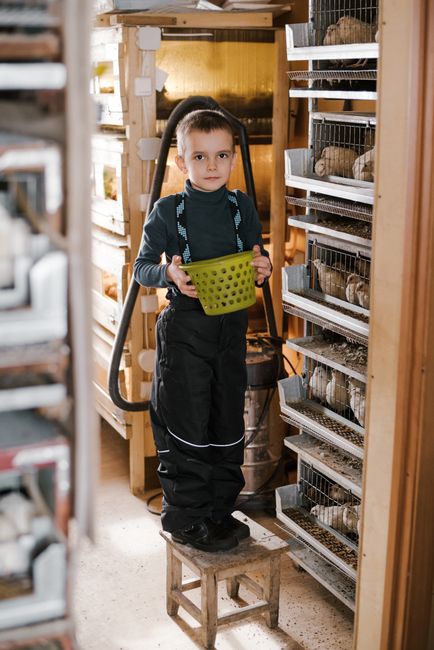 Cum a transformat Marius o idee simplă într-o mini-fermă de prepelițe de succes