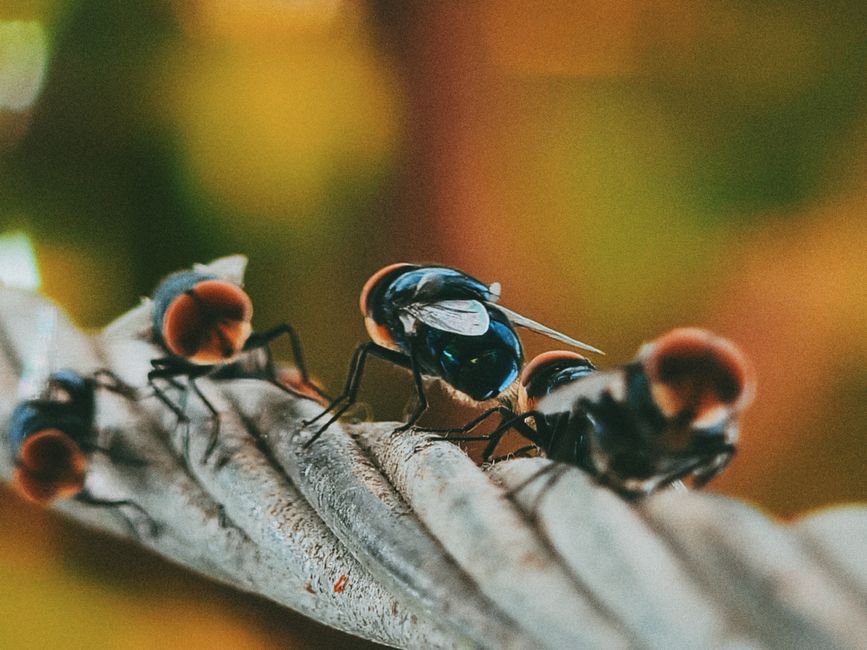 Constanța intensifică măsurile de combatere a insectelor pe malurile lacurilor