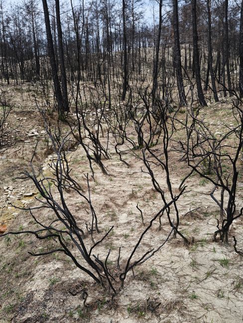 Pagube uriașe datorate incendiului subteran din zona Lunca Mureșului