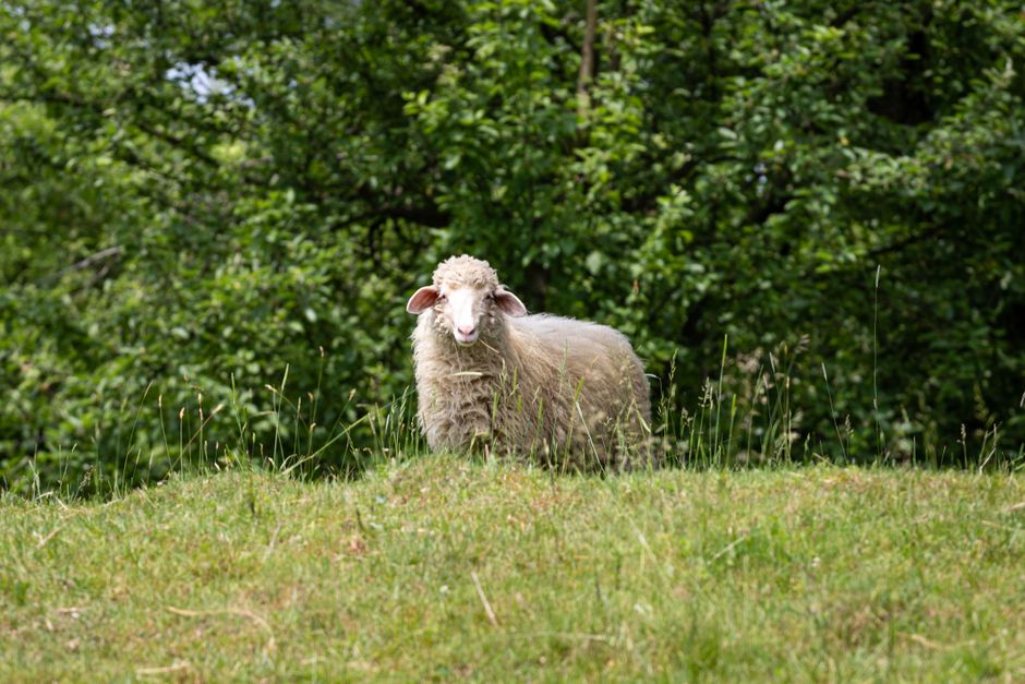 Descoperă confortul natural: LanaWool, afacerea sibiană care aduce lână în casele românilor