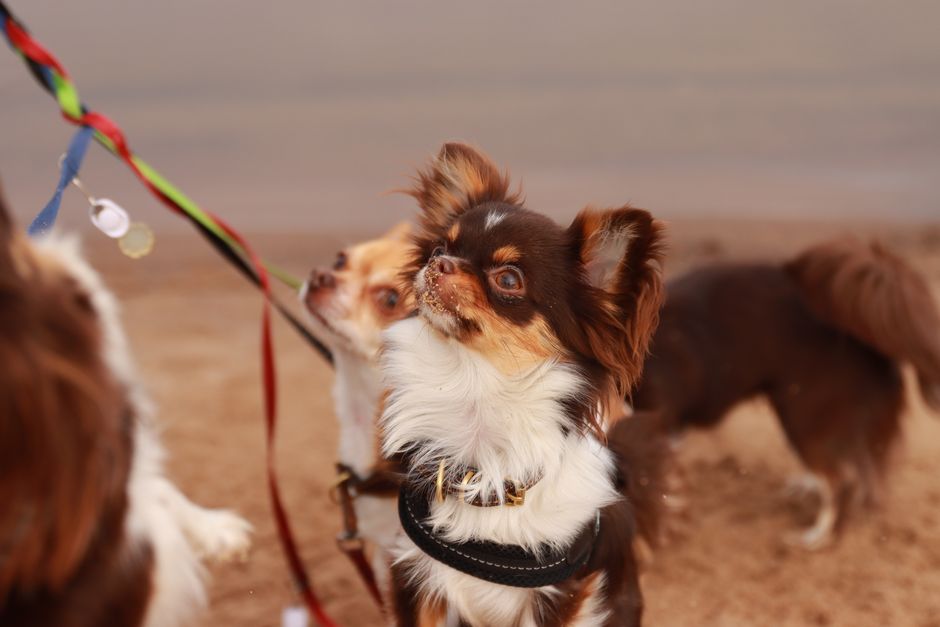 Descoperiri surprinzătoare despre ADN-ul chihuahua-ului