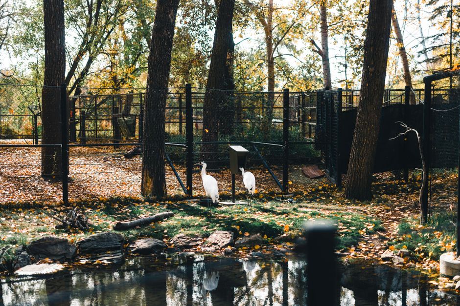 Investiție majoră în zooparkul Oradea: 10 hectare dedicate naturii și aventurii