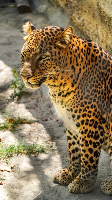 Descoperirea unei feline sălbatice unice în Bolivia, după un secol de așteptare