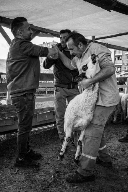 România primește undă verde de la Comisia Europeană pentru exporturile de ovine și caprine
