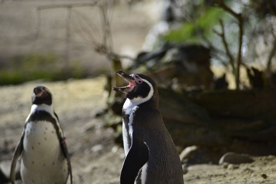 Descoperă animalele exotice la noul Zoo Park din Cumpăna!