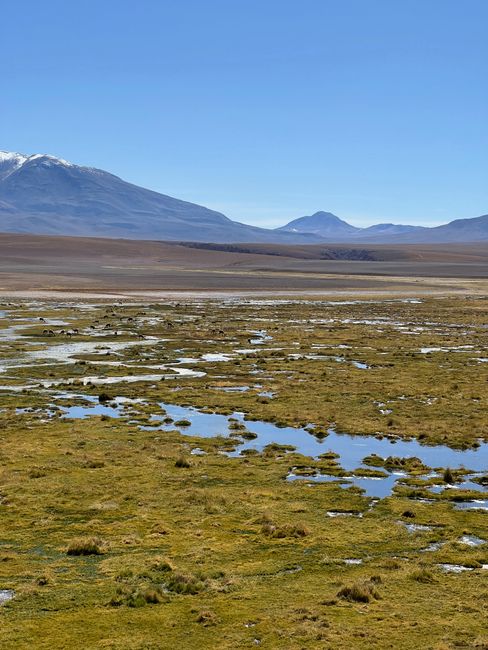 Flori rare în Deșertul Atacama: o explozie de culoare după ploile neobișnuite