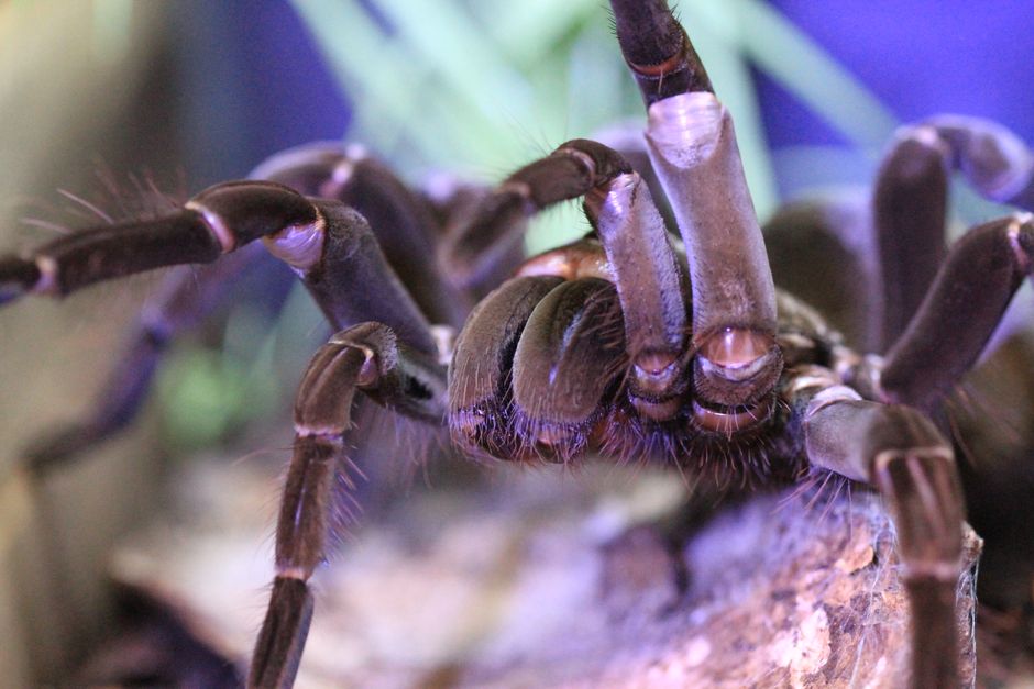 Descoperiți fascinanta lume a năpârlirii tarantulelor la Muzeul Orașului Oradea