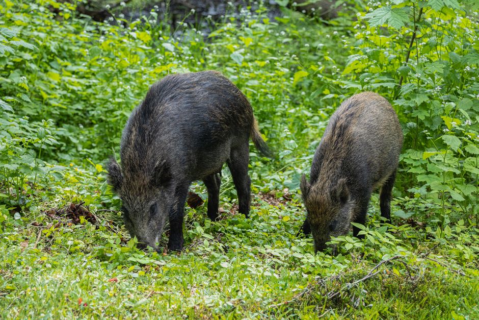 Imagini rare cu mistreți surprinși în Parcul Natural Grădiștea Muncelului-Cioclovina
