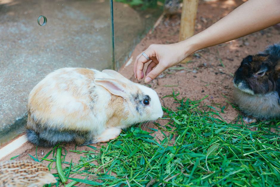 Decizia Comitetului de Etică în cazul pitonului care a mâncat iepurele la Zoo Sibiu