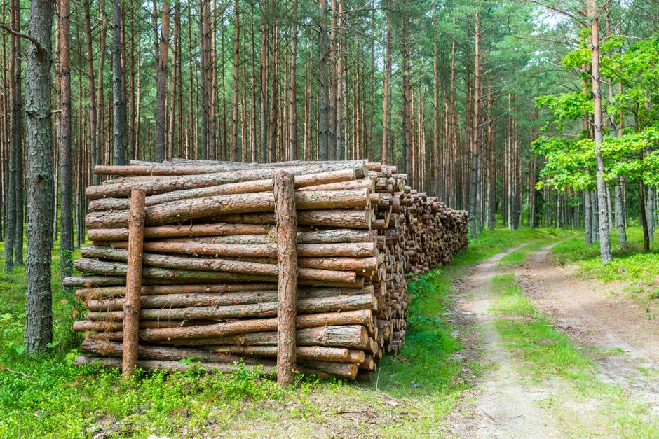 Percheziții în Vrancea legate de evaziunea fiscală în domeniul produselor forestiere