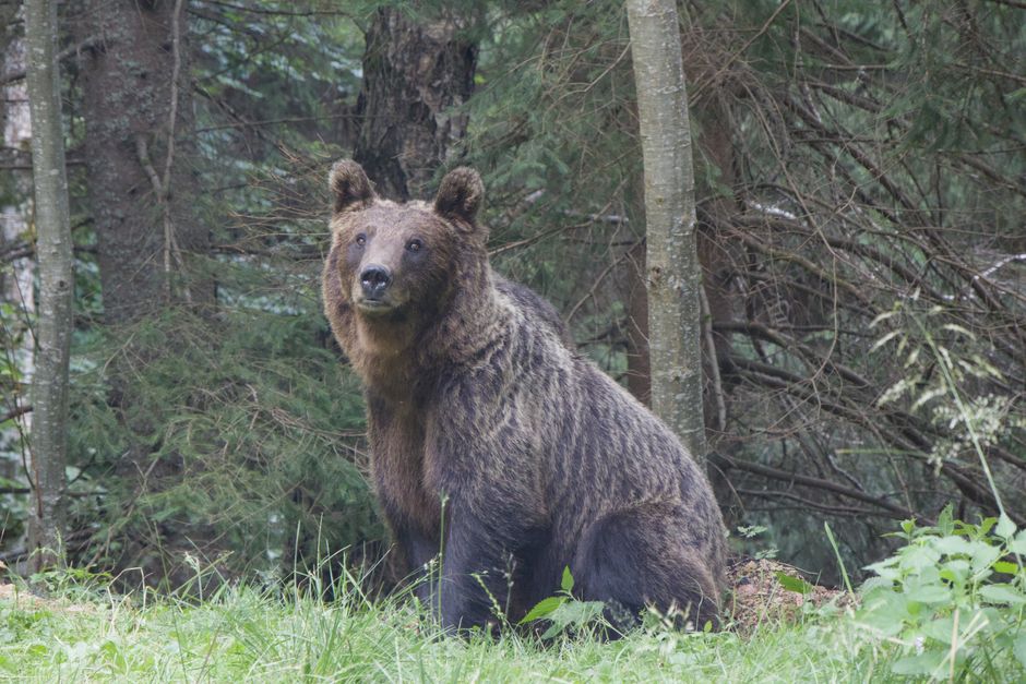 Întâlnire riscantă pe Transfăgărășan: un turist atacat de o ursoaică