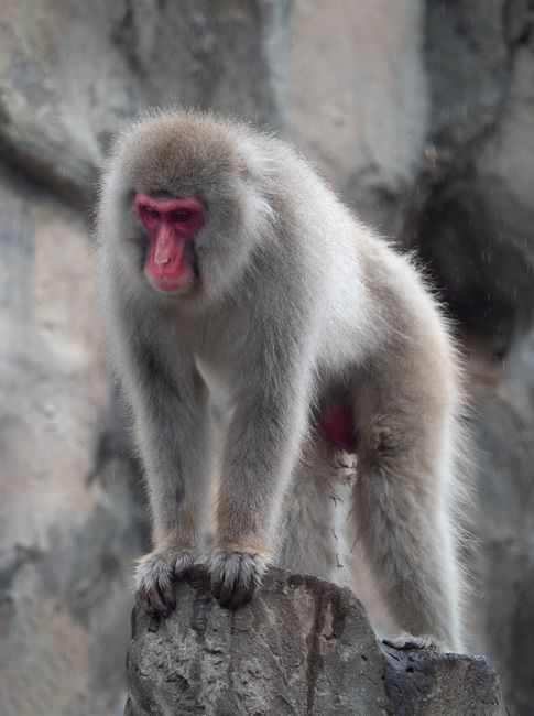 Japonia lansează o inspecție națională a cafenelelor cu animale: ce riscuri ascund acestea?