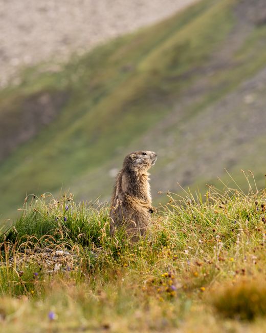 Capturarea rară a unei marmote în Munții Argeșului: o privire asupra biodiversității locale