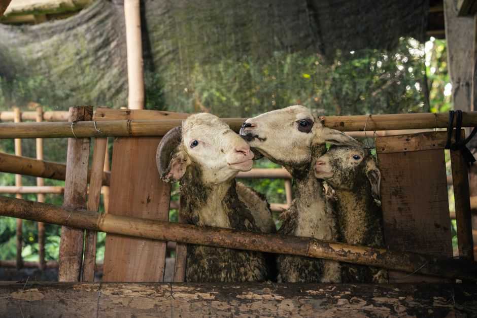 Localnicii din Runcu blochează sacrificarea a 500 de animale din cauza unui focar de variolă