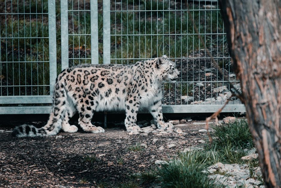 Descoperă programul de iarnă al Zoo Brașov începând cu 1 octombrie