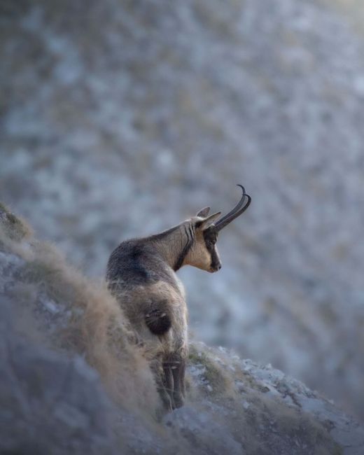 Descoperă locuitorii ascunși ai Bucegilor: imagini captivante cu fauna sălbatică