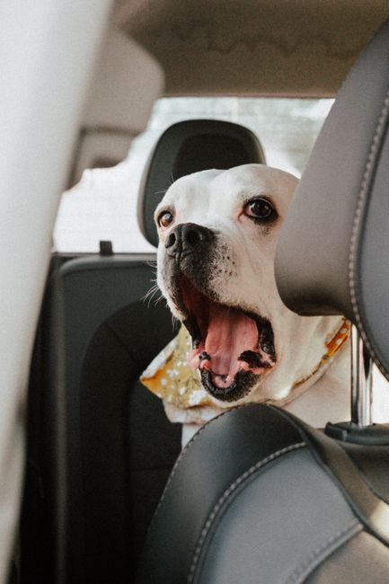 Transportul animalelor de companie în siguranță: sfaturi esențiale pentru șoferi