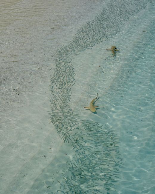 Imagini surprinzătoare din adâncurile oceanului: O cameră dezvăluie un rechin rar în Samoa