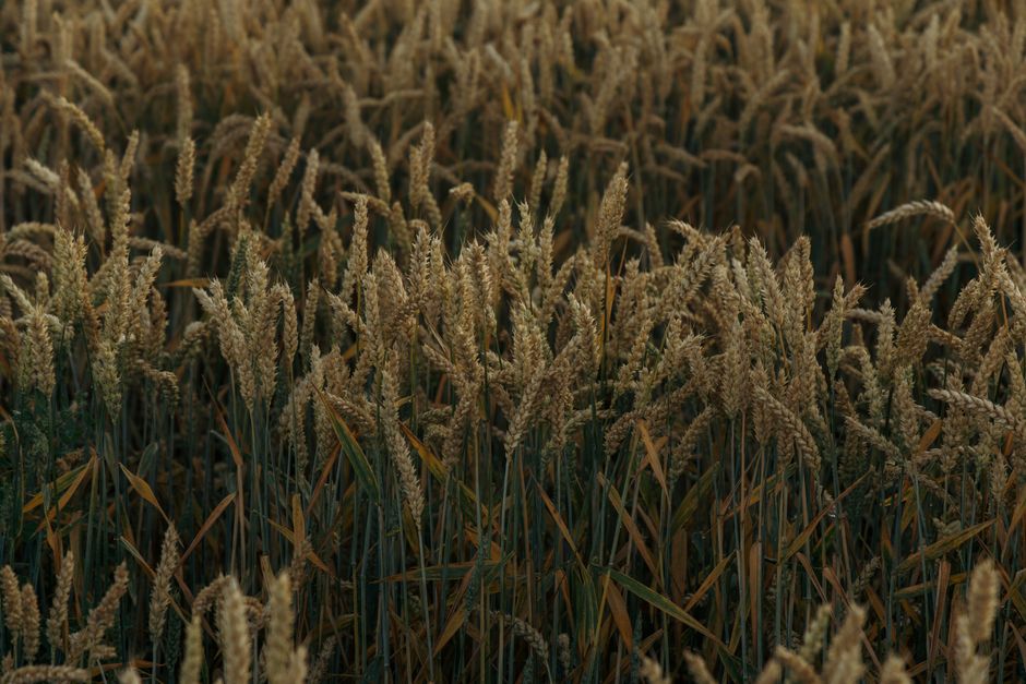 România și Polonia refuză să sprijine Ucraina în criza cerealelor