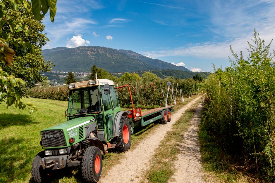 Descoperă livada TeTa: plimbări cu tractorul și mere delicioase pentru întreaga familie
