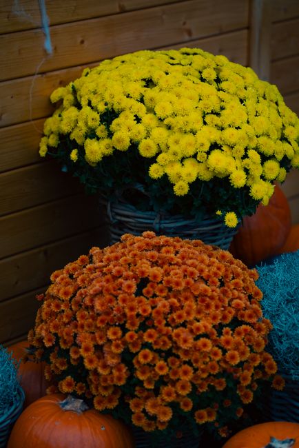 Transformă-ți grădina cu Târgul Florilor de Toamnă de la ANNA FIORI