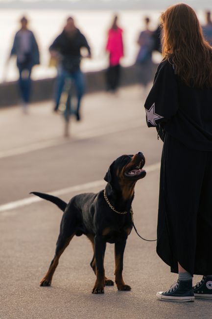 Câinele valoros care nu este de vânzare: povestea lui Arra, Rottweilerul de excepție
