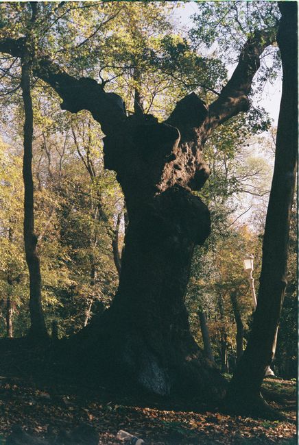 Descoperă legendara „stejar de 1.000 de ani” din Gheboieni, un loc magic în inima naturii