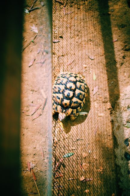 O zi în pielea animalelor: experimentul inedit din Anglia