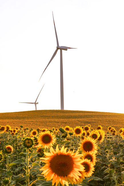 Fermierii din Transilvania investesc 45 de milioane de euro într-o fabrică de ulei inovatoare