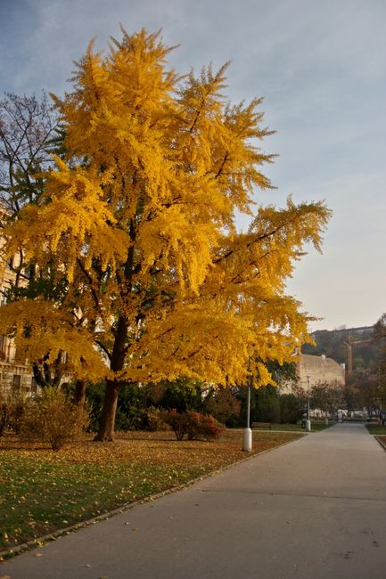Descoperirea arborilor seculari din România: un pas important pentru conservare