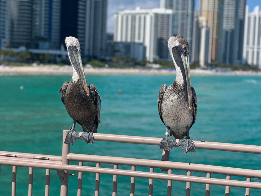 Descoperire surprinzătoare pe aeroportul din Miami: pasăre ascunsă în lenjerie