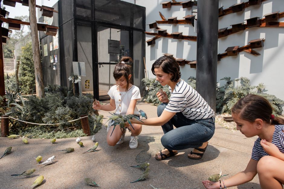 Atelier creativ pentru copii: păsările călătoare și natura