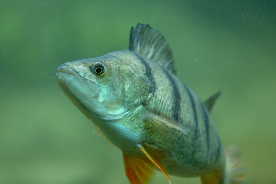 Râul Caraș are șansa unei rejuvenări ecologice