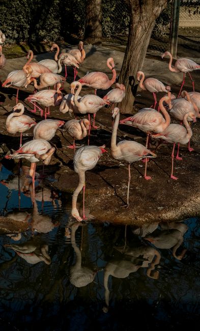 Flamingo roz în Dobrogea: o prezență în creștere pe lacurile din zonă
