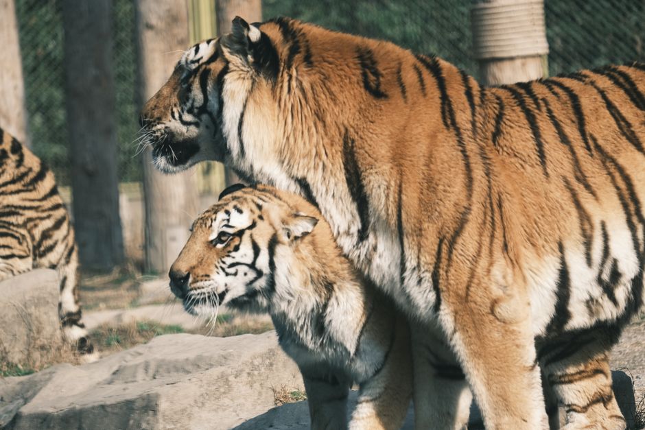 Un incident tragic la grădina zoologică: un bărbat a fost atacat de un tigru