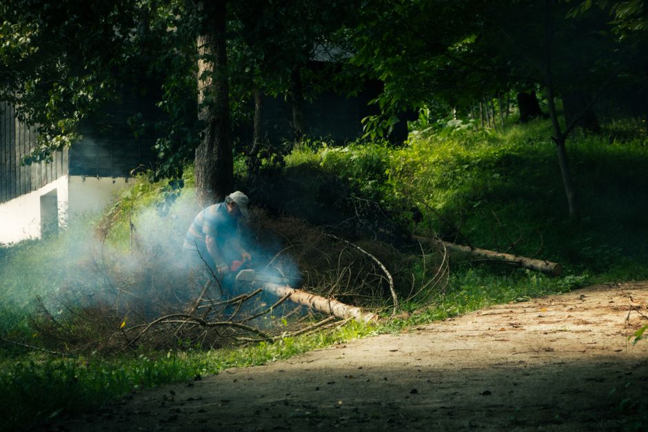 Oradea se pregătește pentru o nouă rundă de tăieri de arbori – Iată programul detaliat
