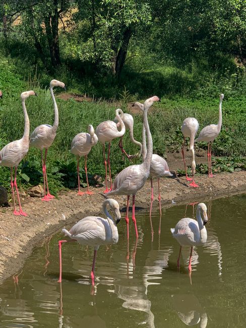 Flamingo pe lacul Techirghiol: o specie pe cale de a deveni rezidentă în România