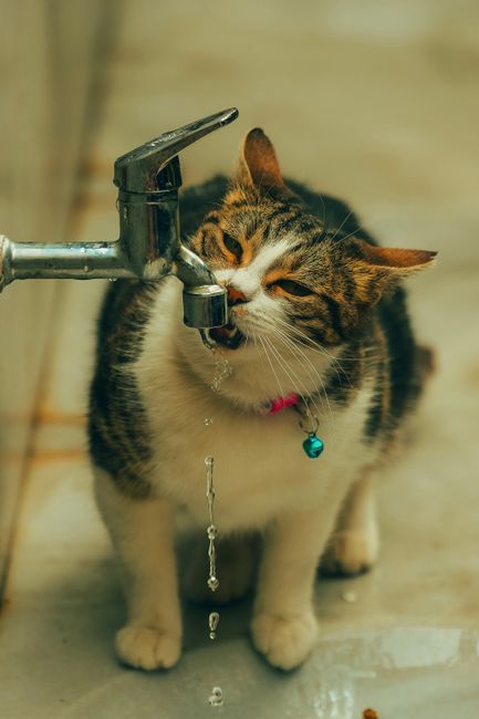 Cum să asiguri o hidratare optimă pentru pisica ta