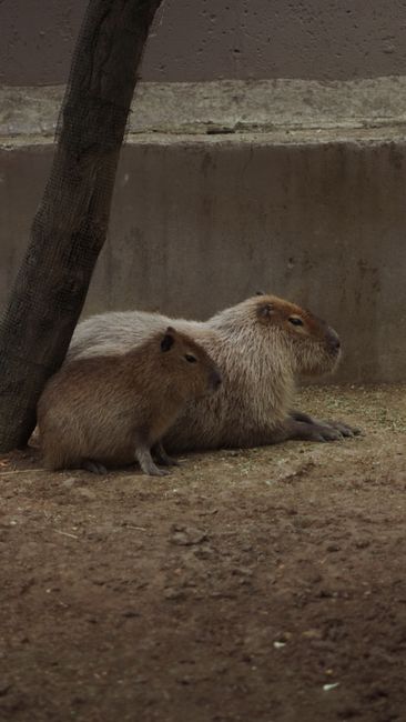 Zoo Park Produlești rămâne închis din cauza vremii nefavorabile