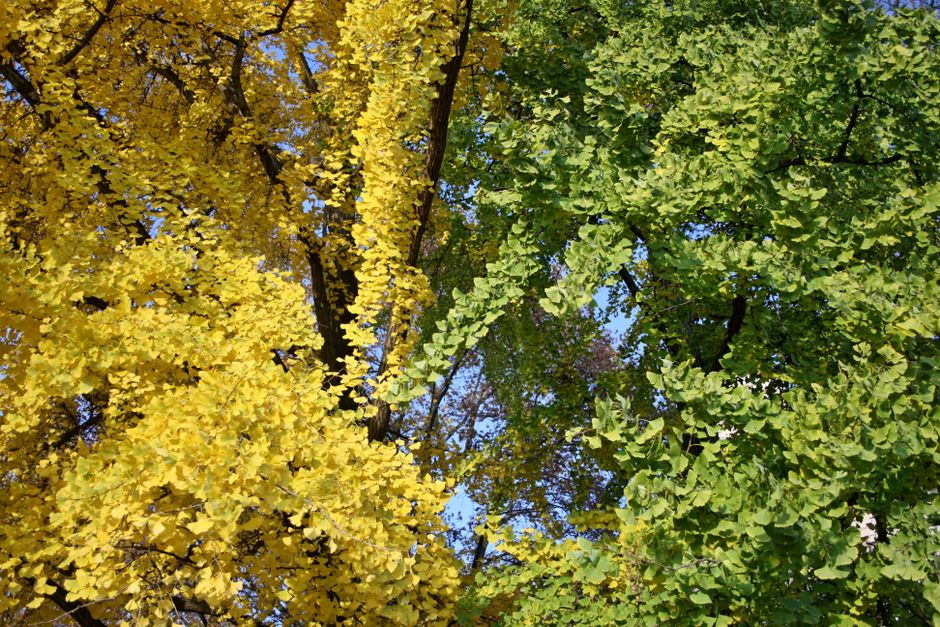 Timișoara își inventariază arborii istorici: Ginkgo biloba, printre primele descoperiri