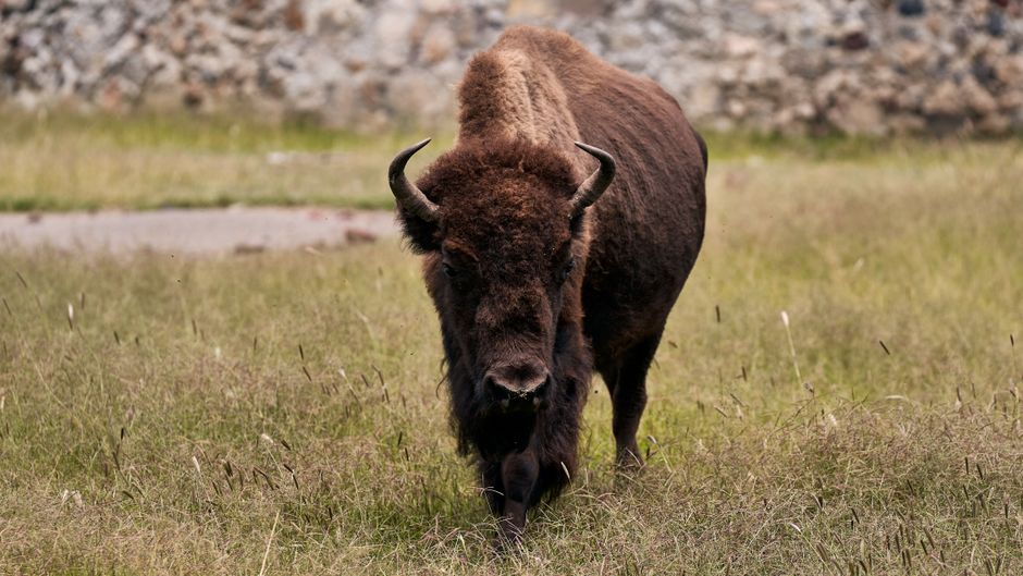 Descoperire șocantă în Valea Ilvelor: zimbrul găsit decapitat