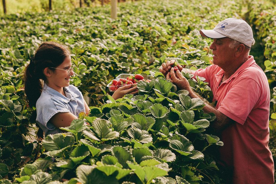 Sprijin financiar crescut pentru cultivatorii de căpșuni: un pas important pentru agricultura românească