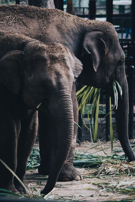 Zoo Park Produlești revine în forță: experiențe unice pentru copii