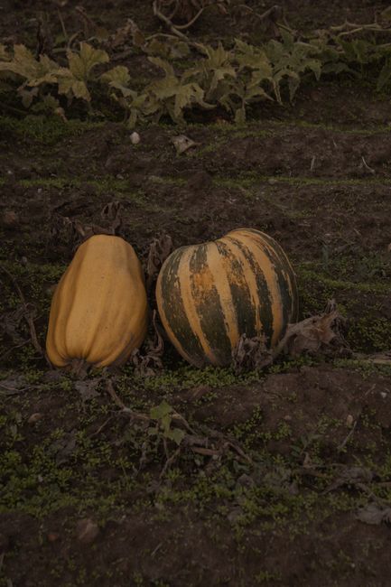Descoperă secretul dovlecilor de 200 de kilograme din Maramureș