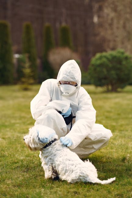 Alertă de rabie în Miercurea-Ciuc: Ce trebuie să știe locuitorii
