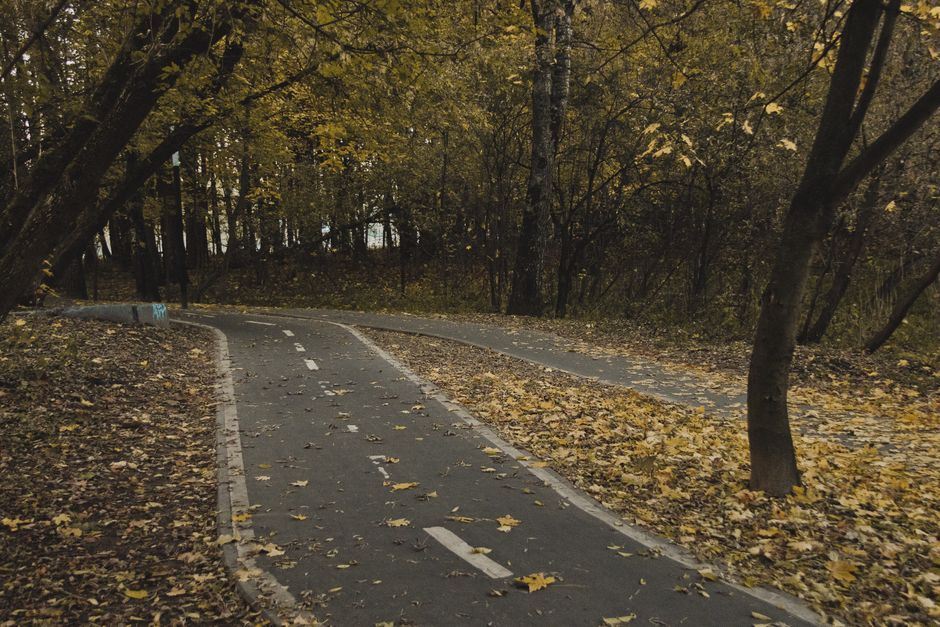 Pădurea Verde din Timișoara se transformă în parc: investiție de 20 milioane lei în amenajări
