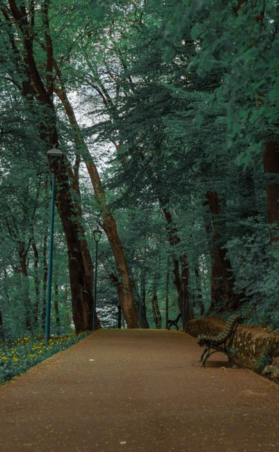 Brașovul își extinde spațiile verzi: 600 de arbori și 1.500 de arbuști vor fi plantați în cartiere
