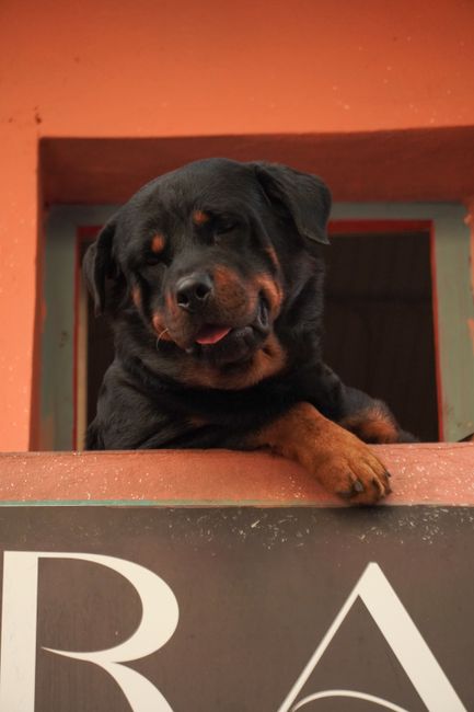 Șura Mare găzduiește un concurs de rottweileri fără precedent în Sibiu