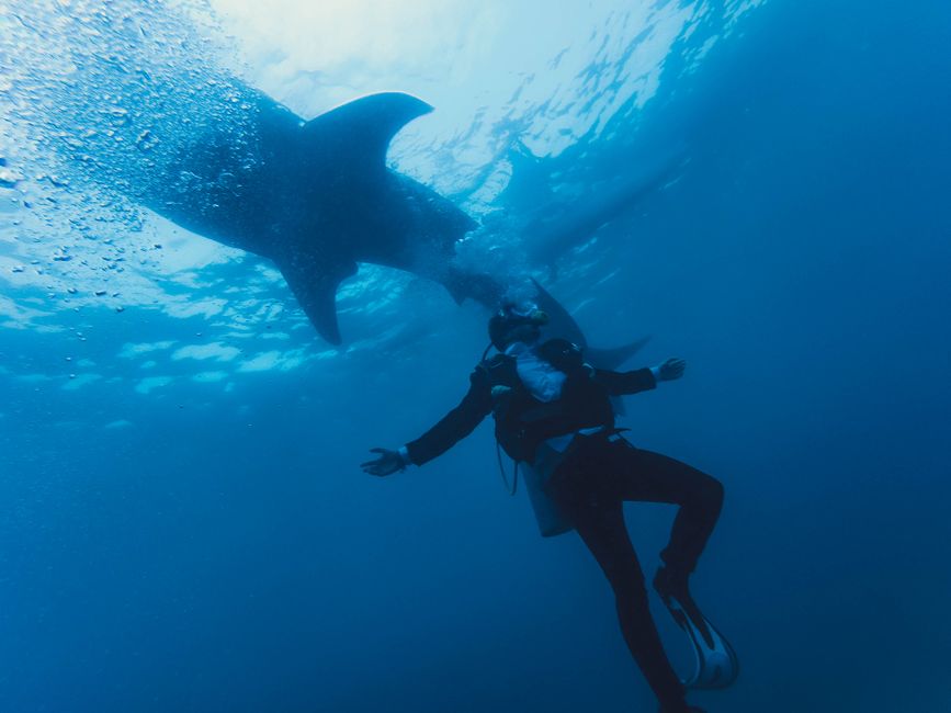 Cine va supraviețui înghițit de un cașalot? Thriller-ul captivant "Whalefall" ajunge pe marile ecrane
